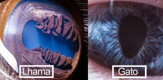 Esse fotógrafo capturou os detalhes nos olhos dos animais. São como galáxias!