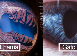 Esse fotógrafo capturou os detalhes nos olhos dos animais. São como galáxias!