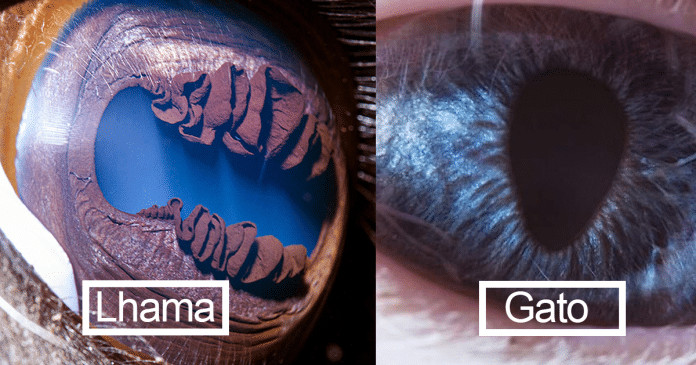 Esse fotógrafo capturou os detalhes nos olhos dos animais. São como galáxias!