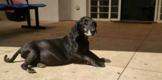 Este cachorro está há 10 anos em frente a um hospital esperando pelo dono que já faleceu