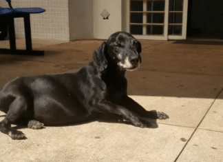 Este cachorro está há 10 anos em frente a um hospital esperando pelo dono que já faleceu