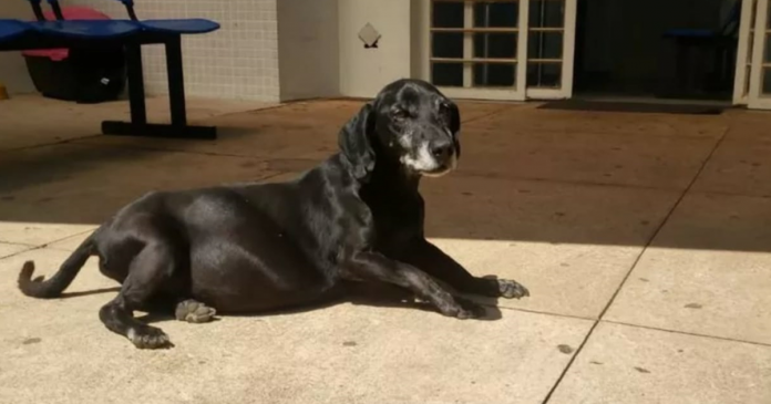 Este cachorro está há 10 anos em frente a um hospital esperando pelo dono que já faleceu