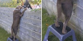 Cachorro recebe um banquinho para poder ver seus vizinhos caninos, a parede não os separa mais