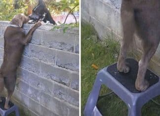 Cachorro recebe um banquinho para poder ver seus vizinhos caninos, a parede não os separa mais