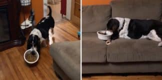 Cachorrinho leva seu pote de comida para o sofá e assiste televisão com sua dona.