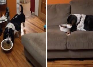 Cachorrinho leva seu pote de comida para o sofá e assiste televisão com sua dona.