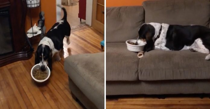 Cachorrinho leva seu pote de comida para o sofá e assiste televisão com sua dona.