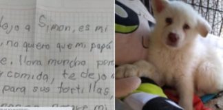Garoto deixa cãozinho em abrigo com uma cartinha: “não deixem que meu pai o pegue, ele bate muito nele”