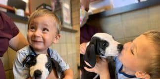 Menininho com lábio leporino encontra seu par perfeito: cãozinho com a mesma condição Menininho com lábio leporino encontra seu par perfeito: cãozinho com a mesma condição