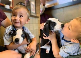 Menininho com lábio leporino encontra seu par perfeito: cãozinho com a mesma condição