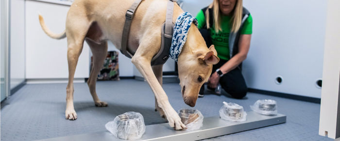 contioutra.com - Aeroporto finlandês usa cães para farejar o Covid-19 e resultado é mais rápido do que testes de laboratório