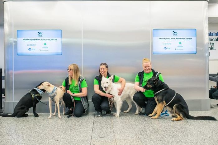 contioutra.com - Aeroporto finlandês usa cães para farejar o Covid-19 e resultado é mais rápido do que testes de laboratório