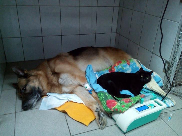 contioutra.com - Gatinho com paralisia abraça e faz companhia a cachorrinhos doentes em clínica veterinária