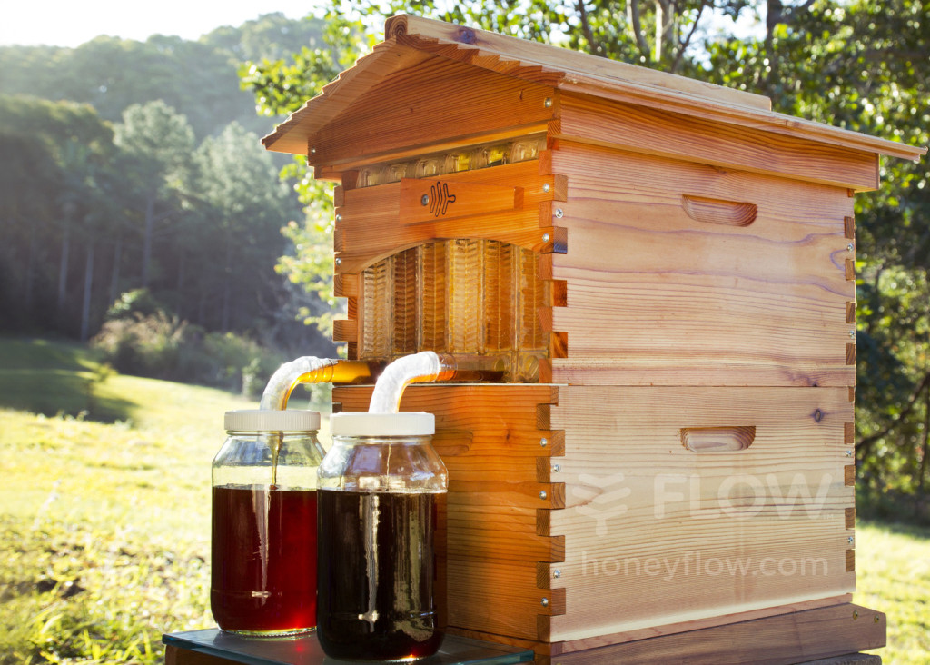 contioutra.com - Pai e filho criam projeto que resultou em um aumento de 10% nas colônias de abelhas do mundo.