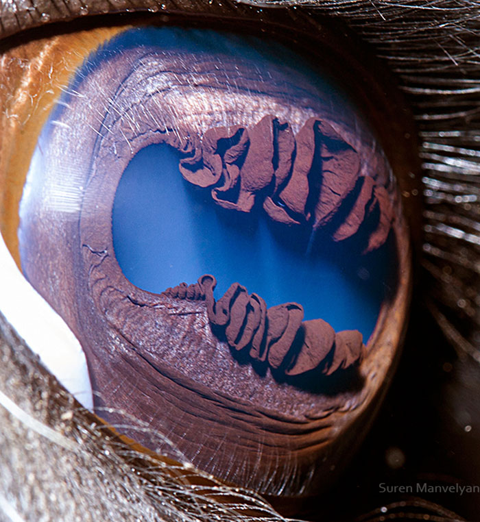 contioutra.com - Esse fotógrafo capturou os detalhes nos olhos dos animais. São como galáxias!