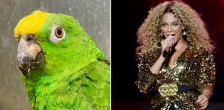 Papagaio atrevido canta hits de Beyoncé e acha que é a própria diva pop. VEJA! Papagaio atrevido canta hits de Beyoncé e acha que é a própria diva pop. VEJA!