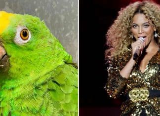 Papagaio atrevido canta hits de Beyoncé e acha que é a própria diva pop. VEJA!