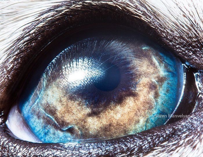 contioutra.com - Esse fotógrafo capturou os detalhes nos olhos dos animais. São como galáxias!