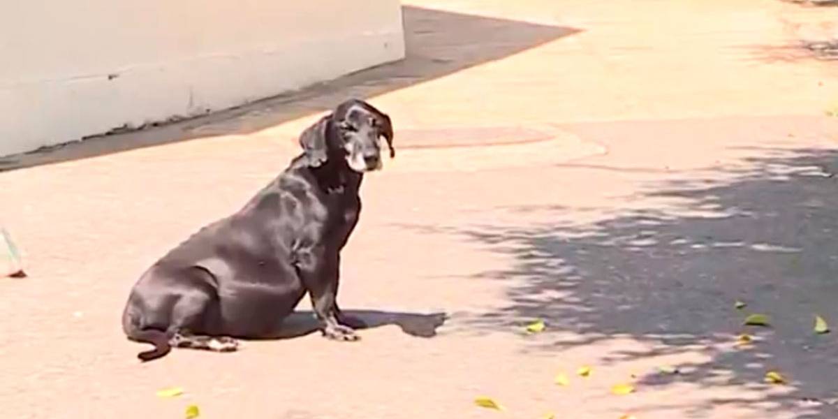 contioutra.com - Este cachorro está há 10 anos em frente a um hospital esperando pelo dono que já faleceu