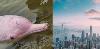 Golfinhos cor-de-rosa retornaram a Hong Kong depois que a pandemia interrompeu o tráfego de balsas
