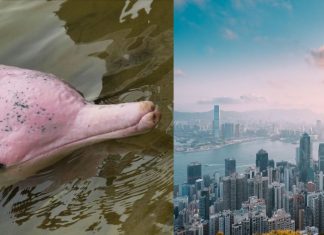 Golfinhos cor-de-rosa retornaram a Hong Kong depois que a pandemia interrompeu o tráfego de balsas