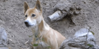 Cão cantor é visto novamente na indonésia após 50 anos tido como extinto