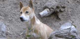 Cão cantor é visto novamente na indonésia após 50 anos tido como extinto