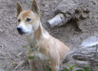Cão cantor é visto novamente na indonésia após 50 anos tido como extinto