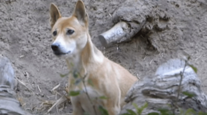 Cão cantor é visto novamente na indonésia após 50 anos tido como extinto