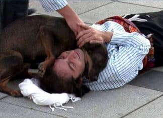 Cão de rua interrompe peça de teatro para “salvar” ator que fingia estar ferido