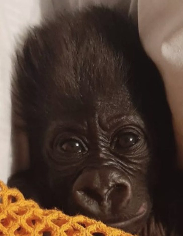 contioutra.com - Bebê gorila é criado por tratadores do zoológico enquanto sua mãe está doente. Ele precisa de muito amor!