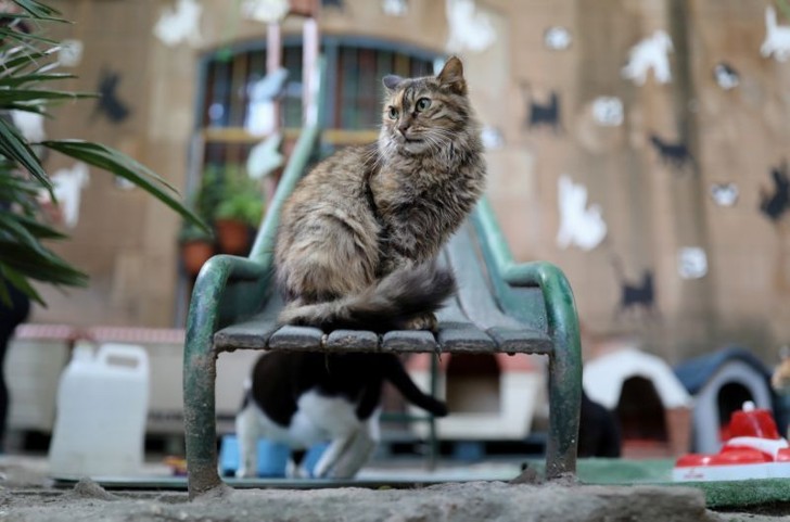 contioutra.com - Abrigo acolhe gatinhos de proprietários que foram vítimas do coronavírus