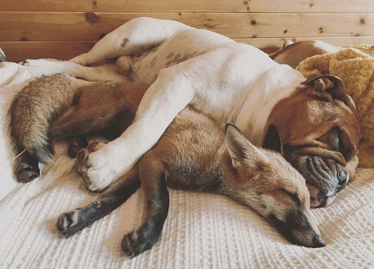 contioutra.com - Raposinha resgatada forma uma amizade verdadeira com seu novo irmão bulldog. As fotos são incríveis!