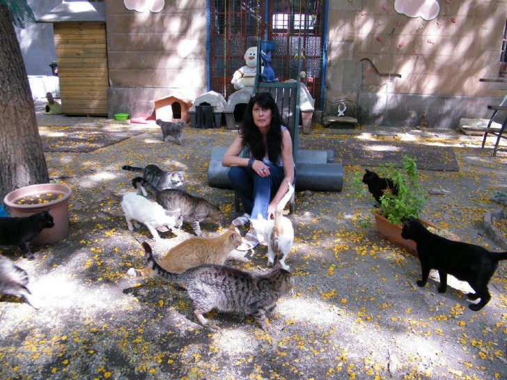 contioutra.com - Abrigo acolhe gatinhos de proprietários que foram vítimas do coronavírus