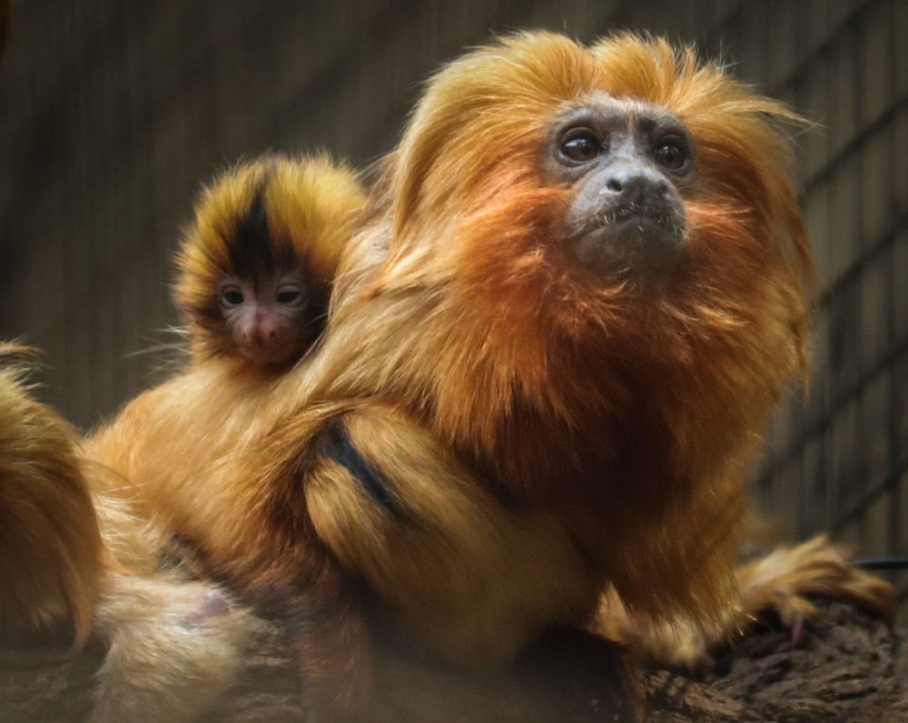 contioutra.com - Gêmeos mico leão-dourado nascem no Zoo de Itatiba. São filhotes muito importantes para a espécie!