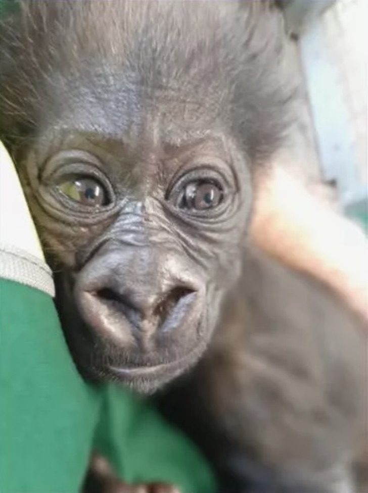 contioutra.com - Bebê gorila é criado por tratadores do zoológico enquanto sua mãe está doente. Ele precisa de muito amor!