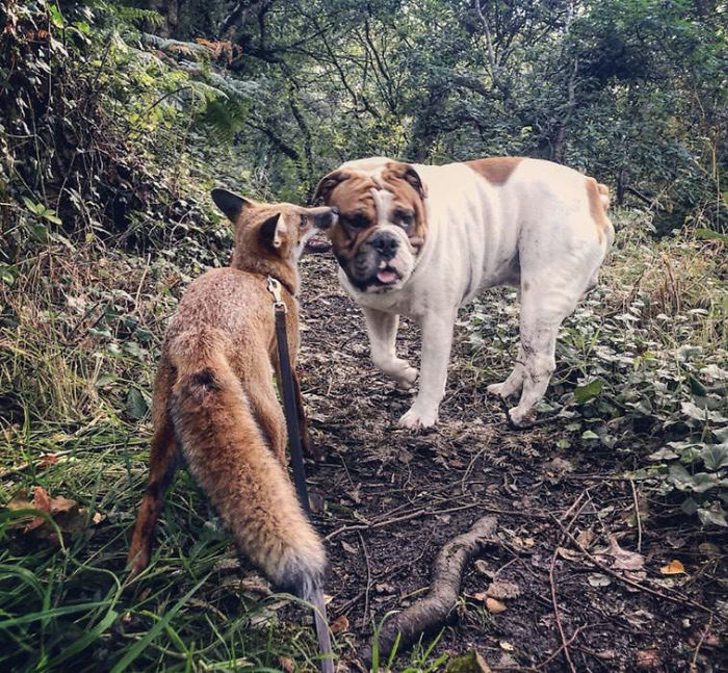 contioutra.com - Raposinha resgatada forma uma amizade verdadeira com seu novo irmão bulldog. As fotos são incríveis!