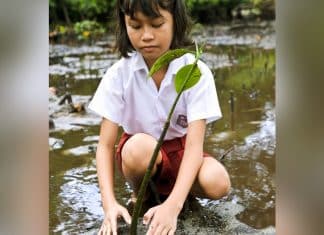 Filipinas aprova lei que exige que os alunos plantem 10 árvores para se formar