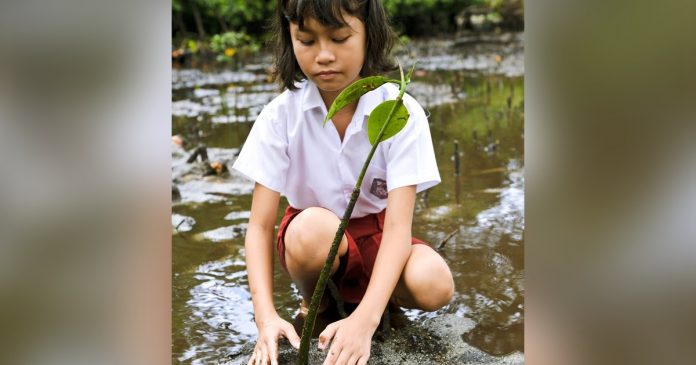 Filipinas aprova lei que exige que os alunos plantem 10 árvores para se formar