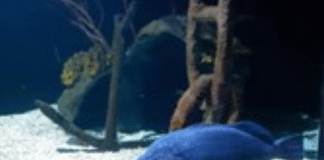 Peixe com apetite voraz comeu todos os colegas de aquário e agora vive solitário