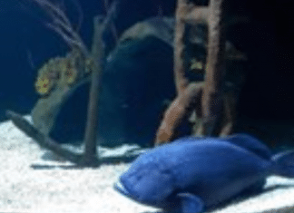 Peixe com apetite voraz comeu todos os colegas de aquário e agora vive solitário