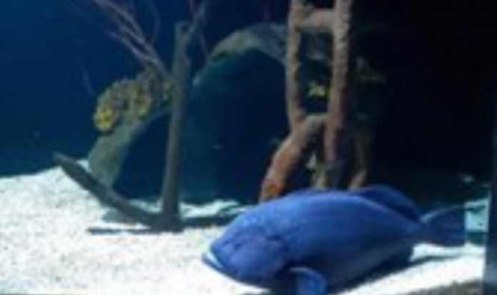 Peixe com apetite voraz comeu todos os colegas de aquário e agora vive solitário