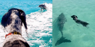 Golfinho e cachorro são melhores amigos há mais de 7 anos. Eles cultivaram uma amizade na água cristalina!