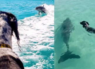 Golfinho e cachorro são melhores amigos há mais de 7 anos. Eles cultivaram uma amizade na água cristalina!