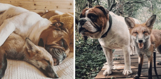 Raposinha resgatada forma uma amizade verdadeira com seu novo irmão bulldog. As fotos são incríveis!