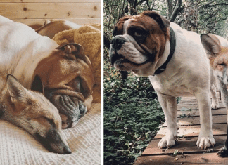 Raposinha resgatada forma uma amizade verdadeira com seu novo irmão bulldog. As fotos são incríveis!
