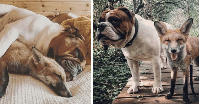 Raposinha resgatada forma uma amizade verdadeira com seu novo irmão bulldog. As fotos são incríveis!