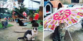 Abrigo acolhe gatinhos de proprietários que foram vítimas do coronavírus