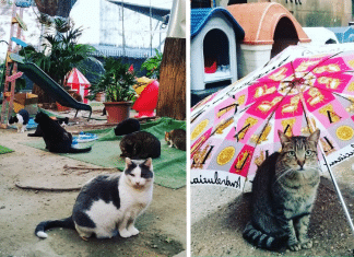 Abrigo acolhe gatinhos de proprietários que foram vítimas do coronavírus