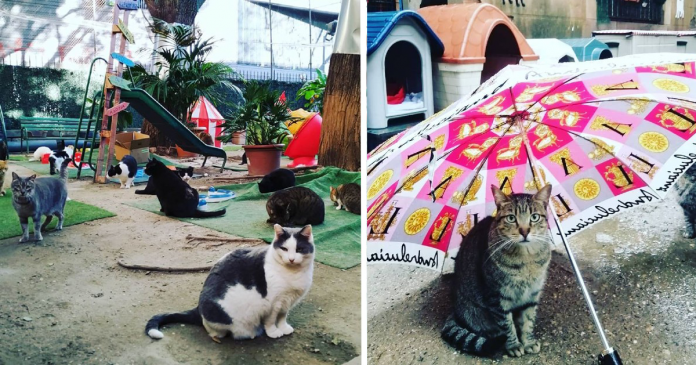 Abrigo acolhe gatinhos de proprietários que foram vítimas do coronavírus